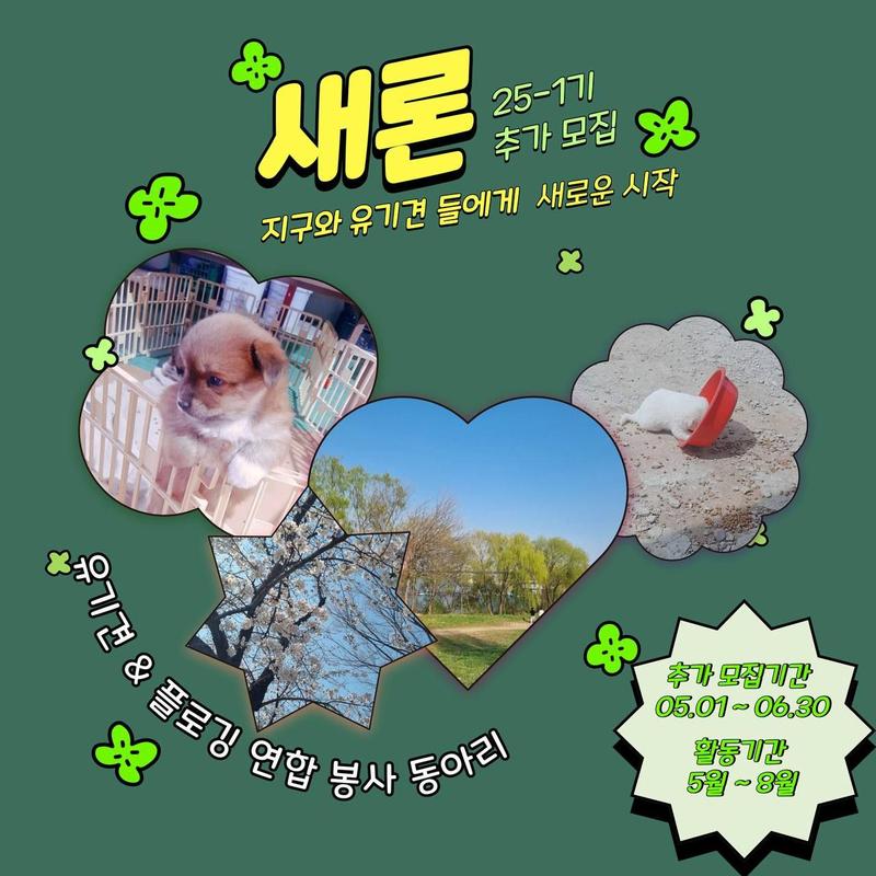 대학연합봉사동아리 새론 25-1기 추가 모집 포스터