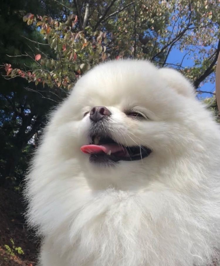 유기견 봉사동아리 흰둥이 포스터