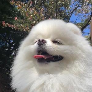유기견 봉사동아리 흰둥이
