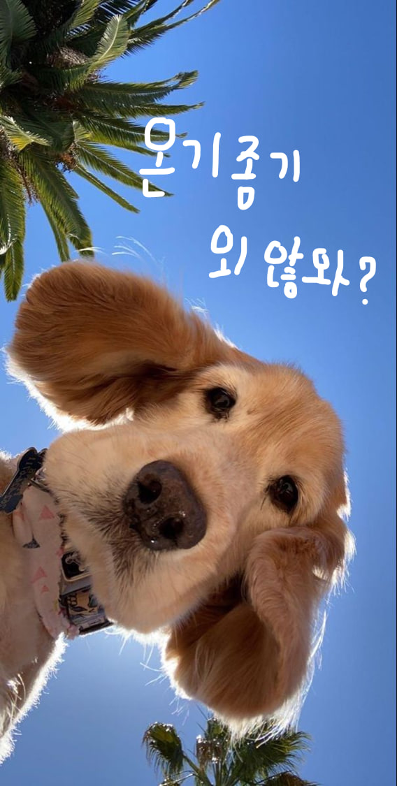 🐾유기견·유기묘 봉사동아리  :: 온기종기 ::  봉사자 모집 포스터