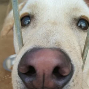 행복한 털뭉치 유기견 봉사 동아리입니다.